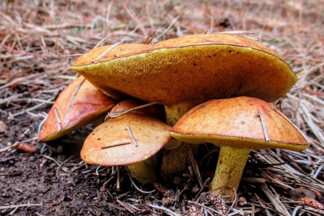 Picture of the author