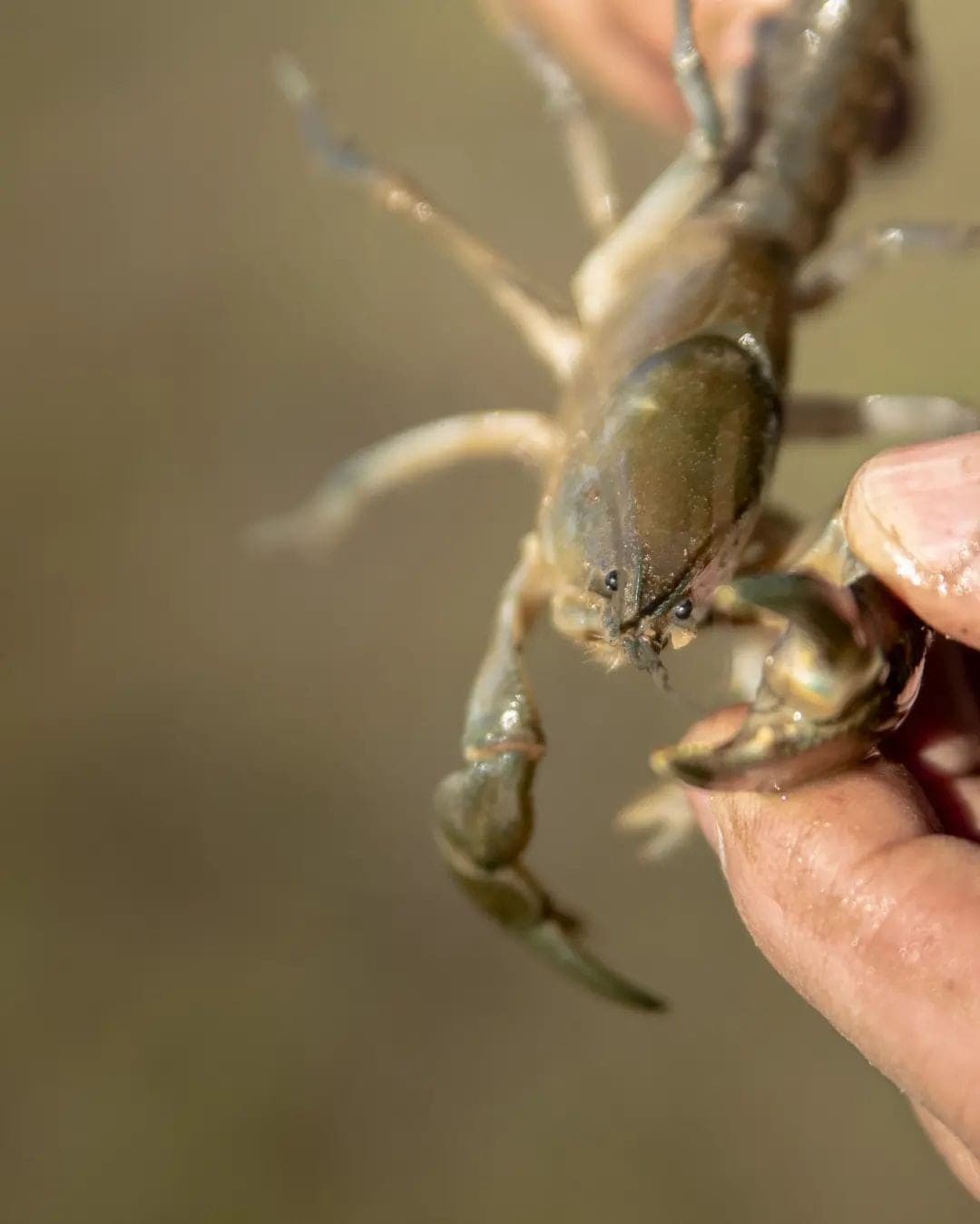 Picture of the author