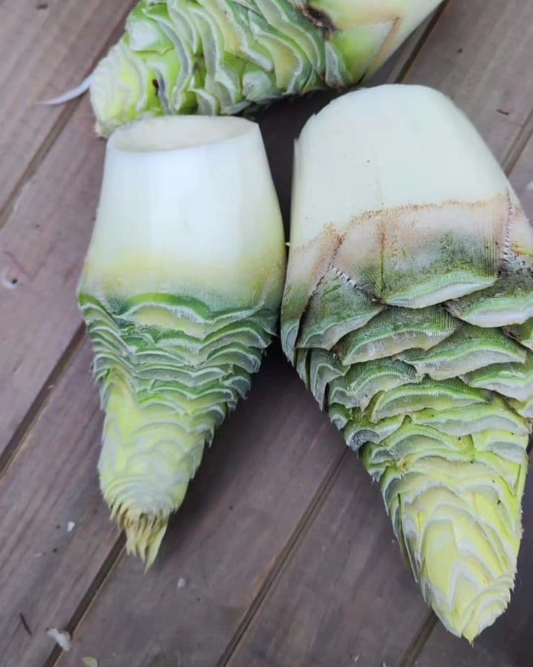 Picture of the author