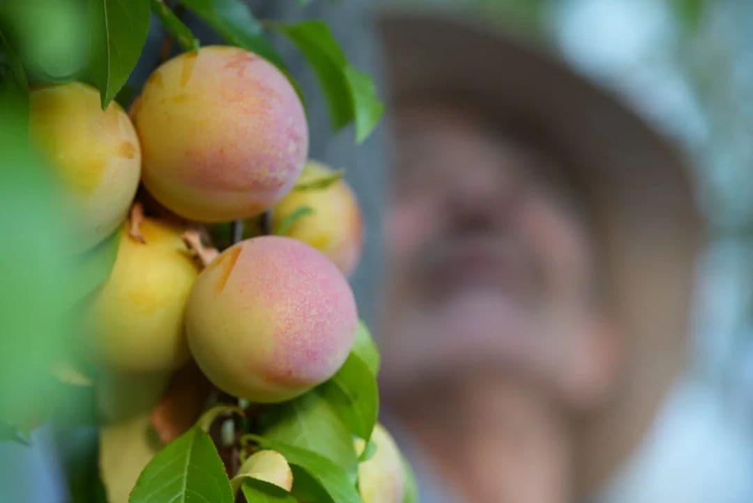 Picture of the author