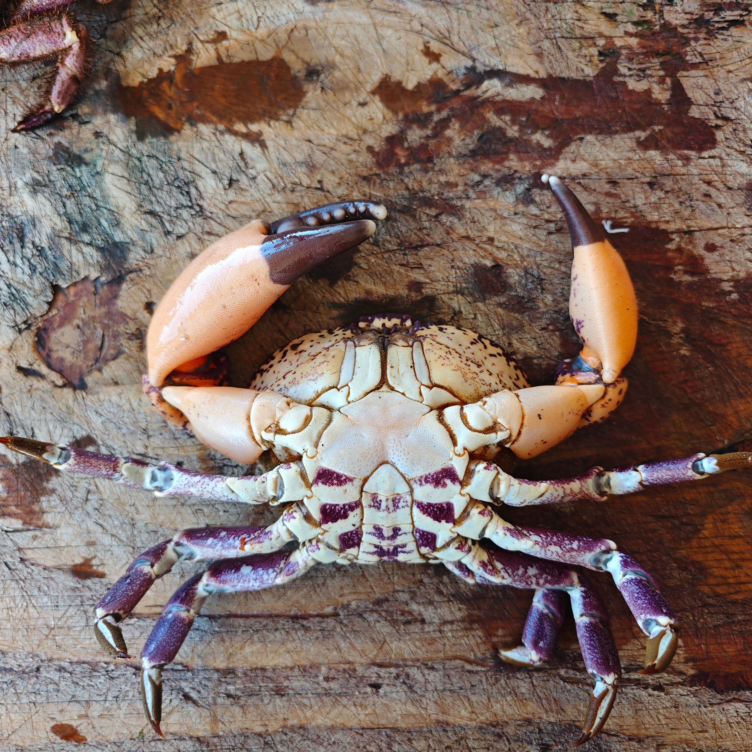 Picture of the author