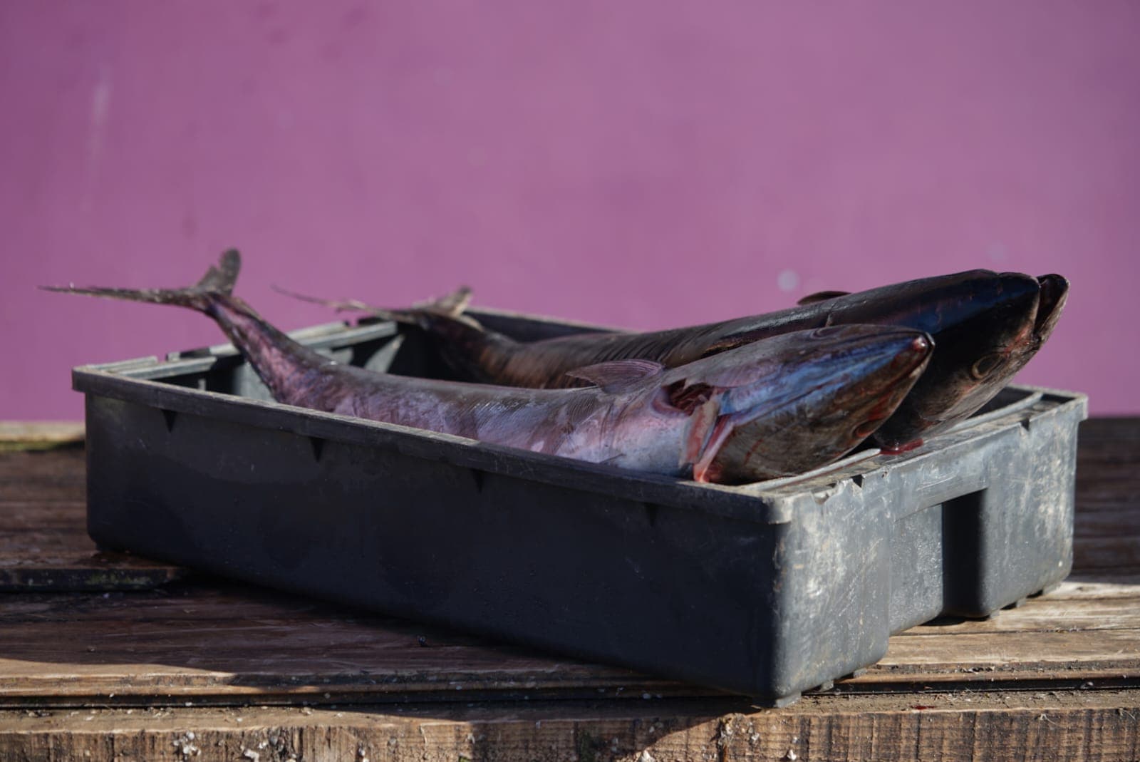 Picture of the author