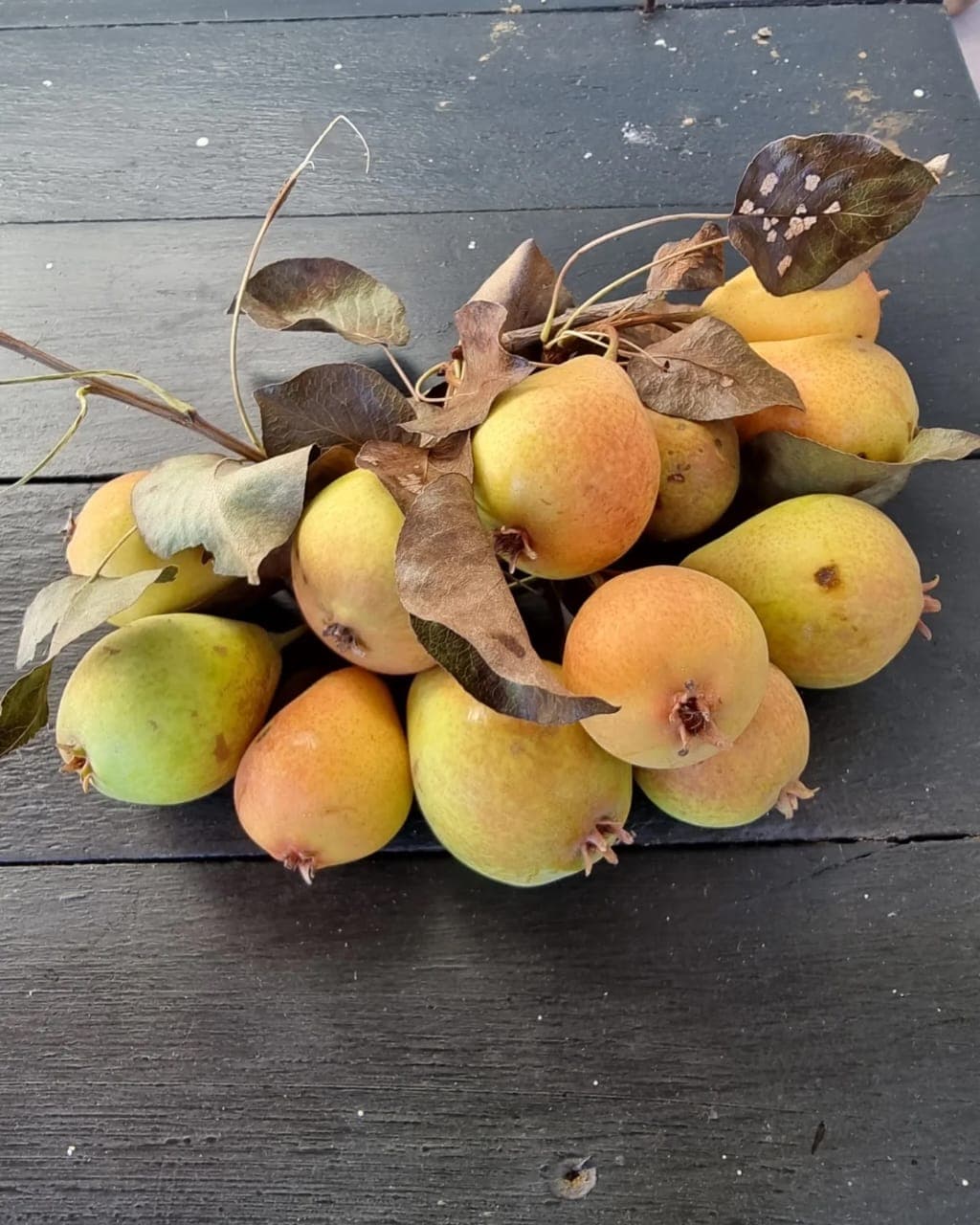 Picture of the author