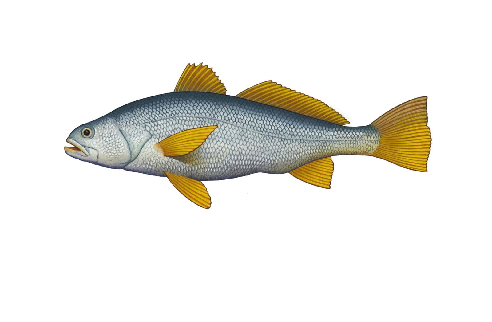 Picture of the author