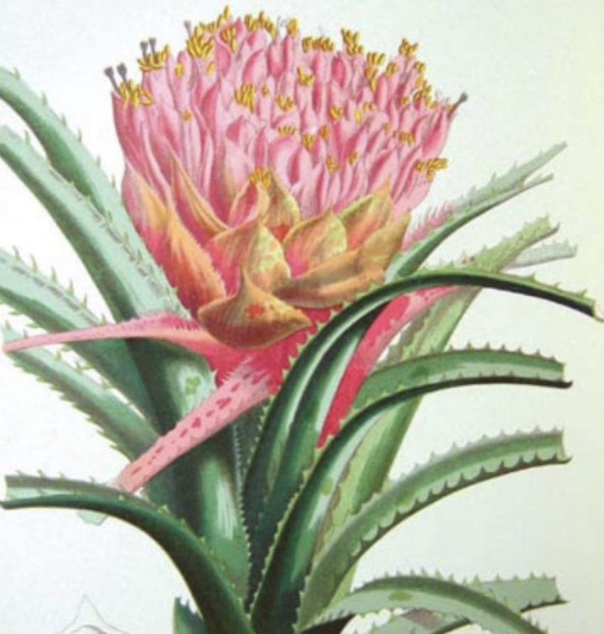 Picture of the author