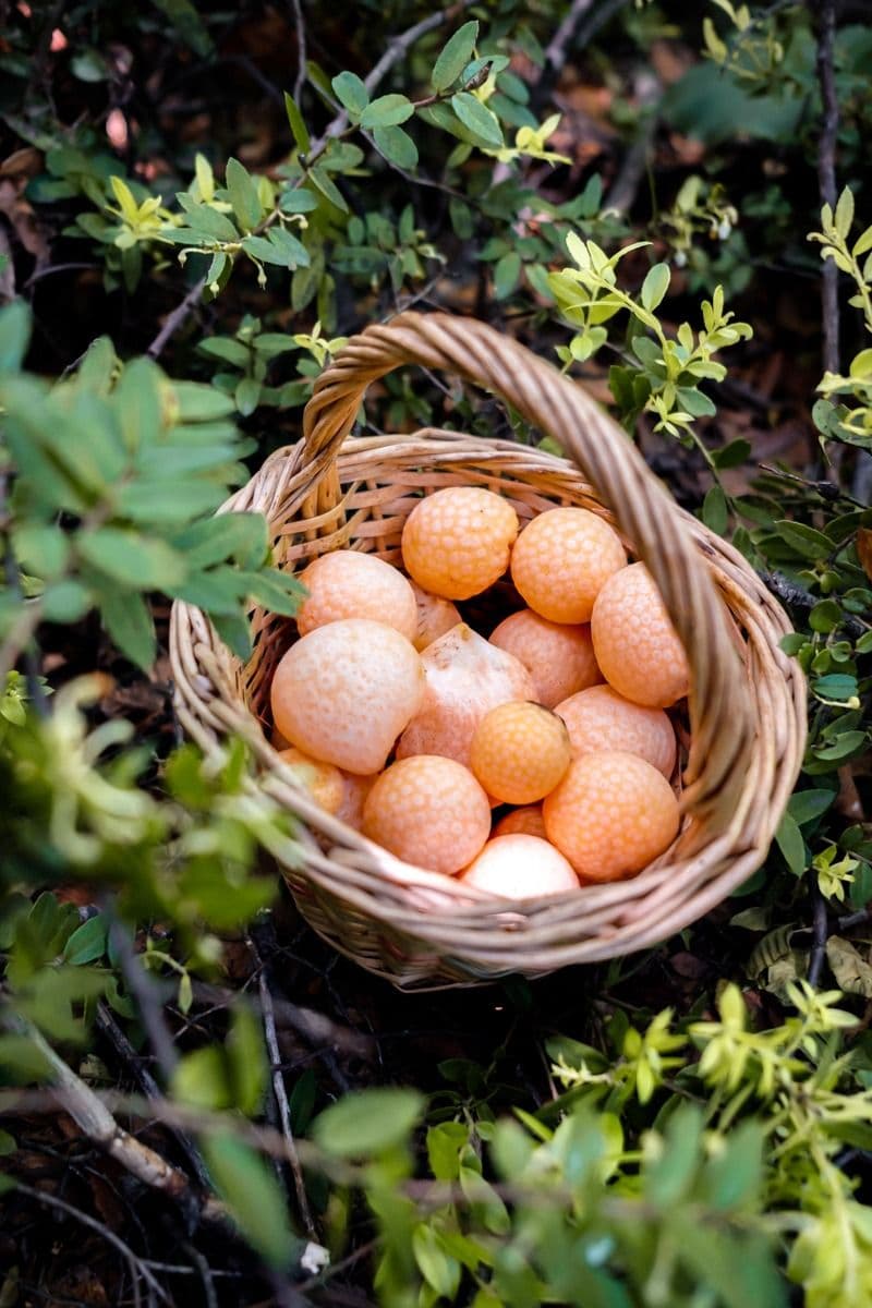 Picture of the author