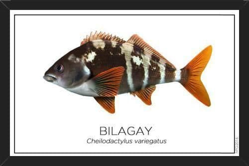 Picture of the author